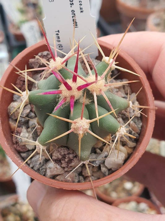 Ferocactus viridescens subs. orcuttii | Coast Barrel Cactus |