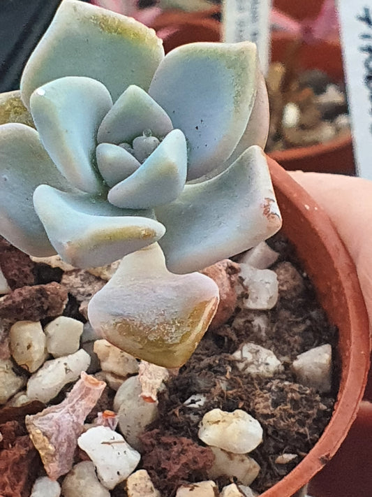 x Graptoveria 'Titubans' - UK grown houseplant - Barney Plants