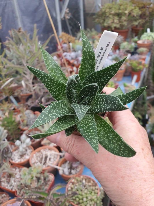 xGasteraloe beguinii   | Lizard Tail | Succulent|