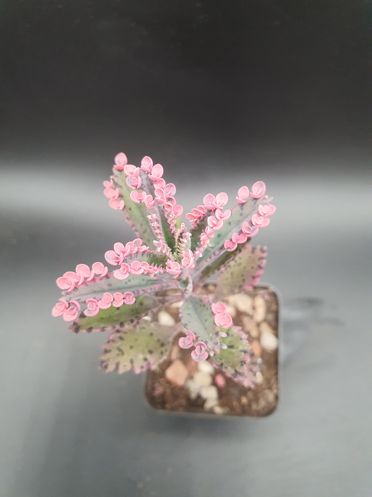 Kalanchoe  'Pink Butterfly' |  Pink Mother of Thousands |