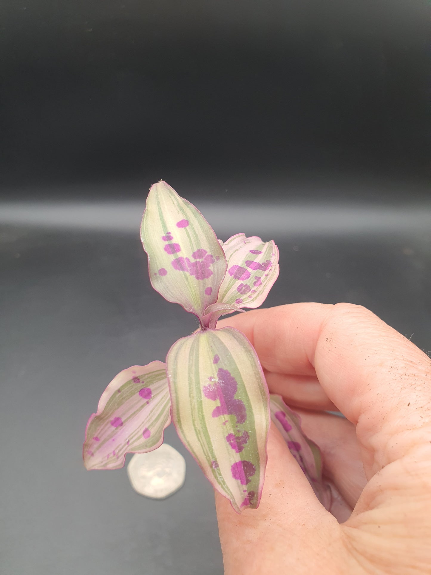 Tinantia pringlei Variegata - Spotted Mexican Wandering Dew Variegated - (Tradescantia) Cutting