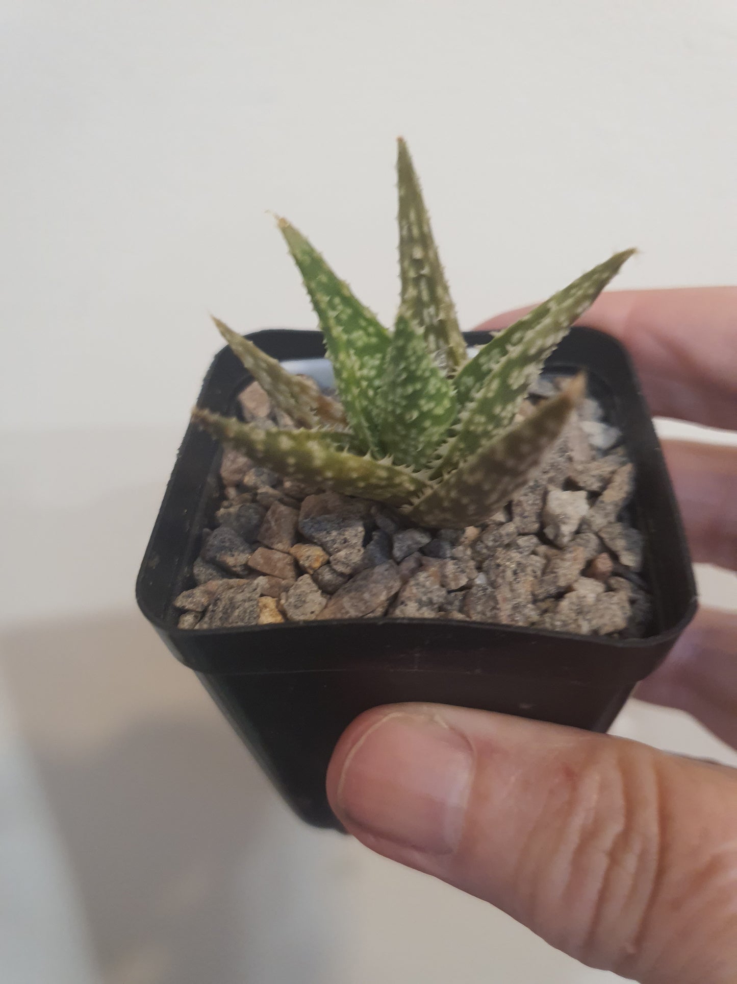 Aloe Hybrid