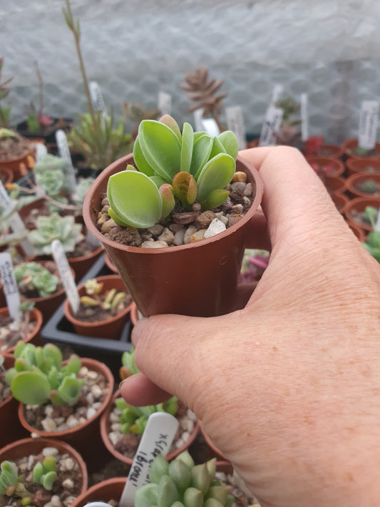 Kalanchoe luciae 'Oricula' -