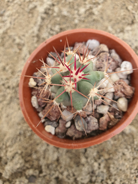 Ferocactus viridescens subs. orcuttii | Coast Barrel Cactus |
