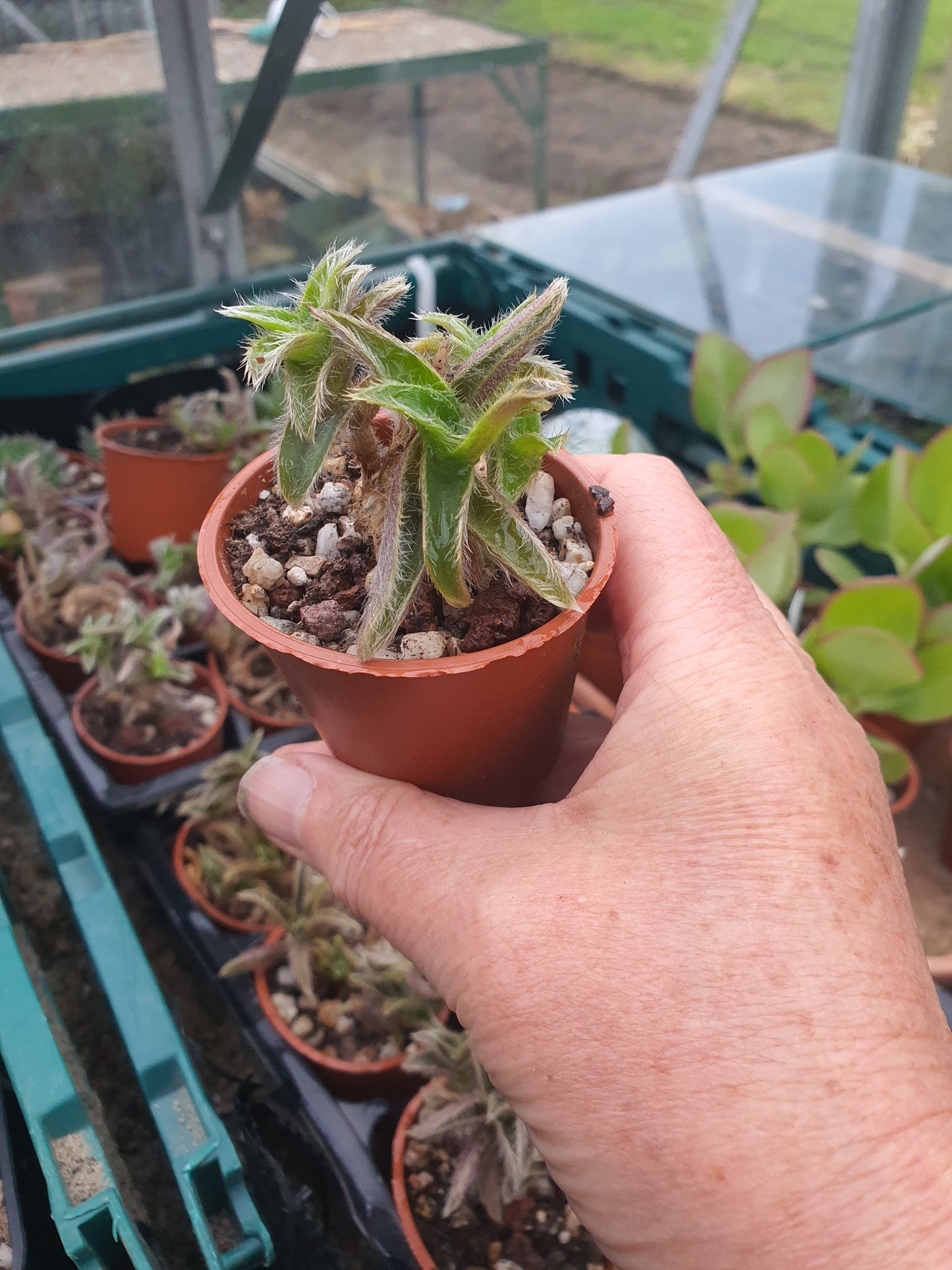 Cyanotis somalensis - Pussy Ears