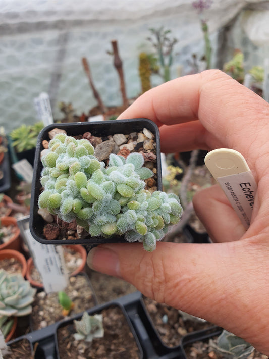 Echeveria pulvinata Frosty'  f. cristata  form - Rarer form