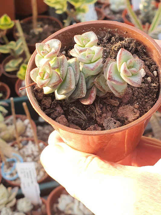 Crassula perforata 'Nealeana' - UK grown houseplant - Barney Plants