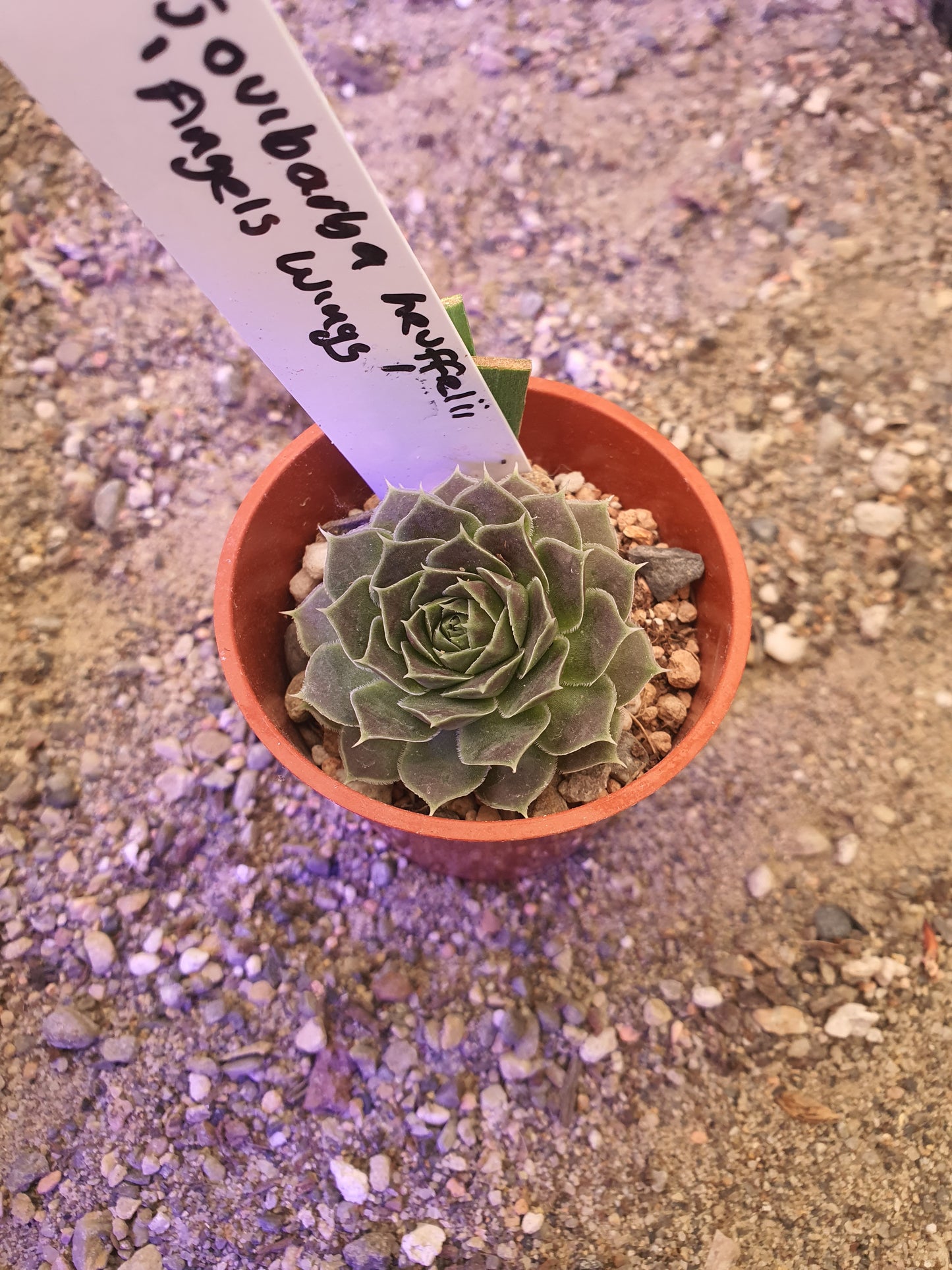 Jovibarba heuffelii 'Angel Wings'