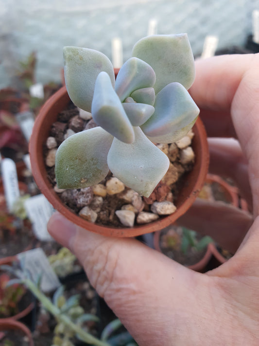 x Graptoveria (unnamed) - UK grown houseplant - Barney Plants