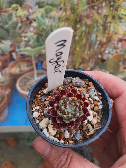 Sempervivum 'Mayfair'  (House Leek)