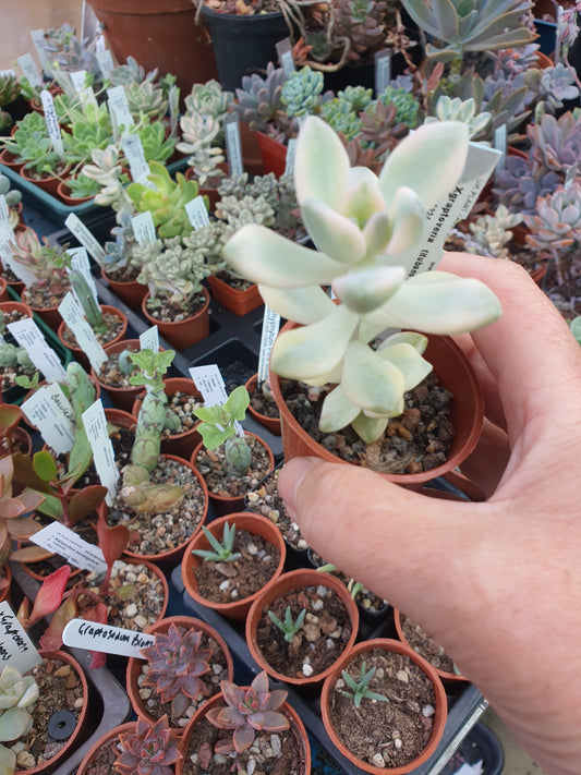 xGraptoveria titubans f. variegata (Apricot Form)