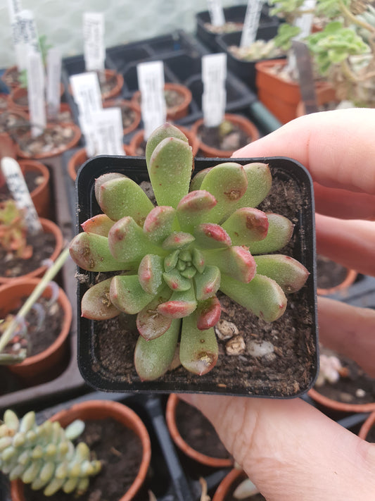 xGraptoveria 'Bashful'