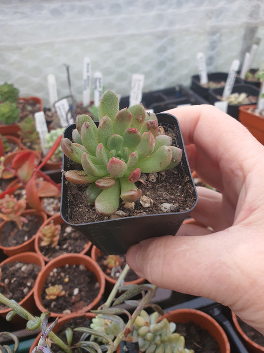 xGraptoveria 'Bashful'