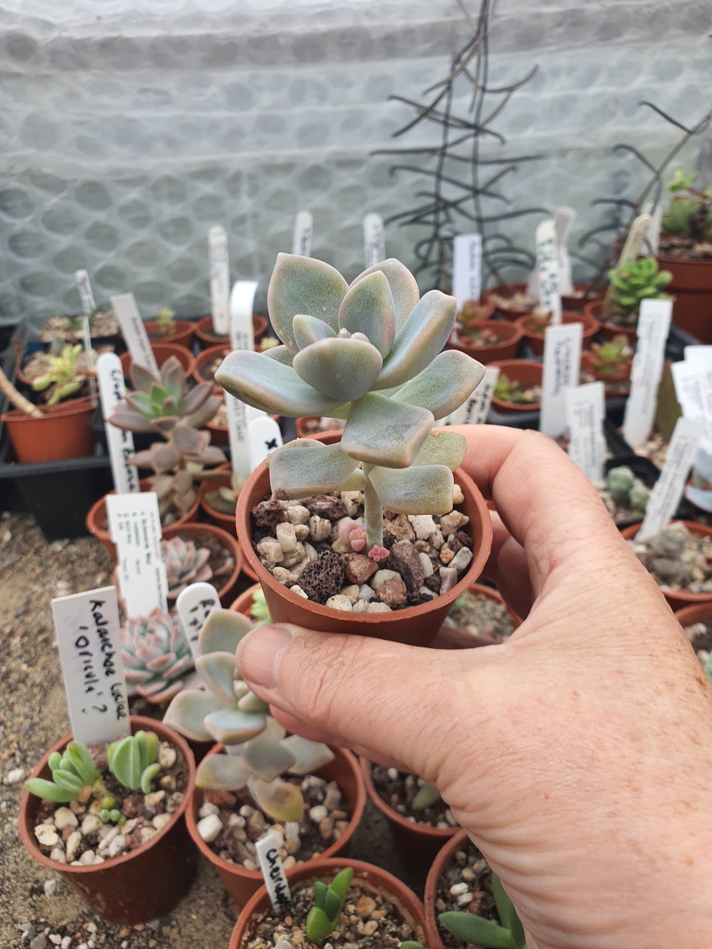 x Graptoveria 'Titubans'