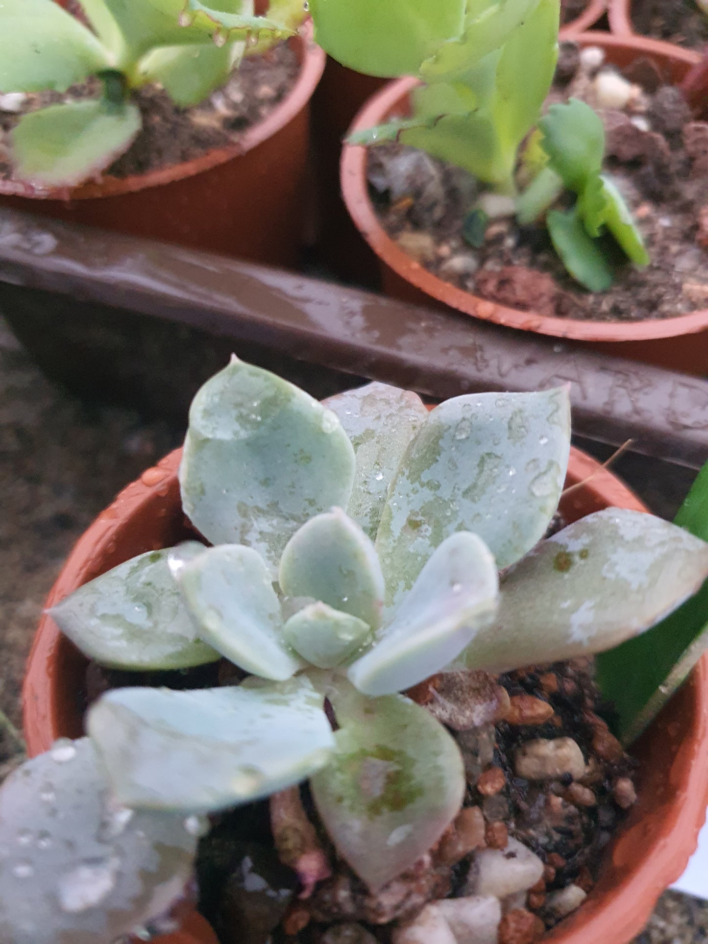Echeveria 'Debbie'| 🇬🇧 UK Grown