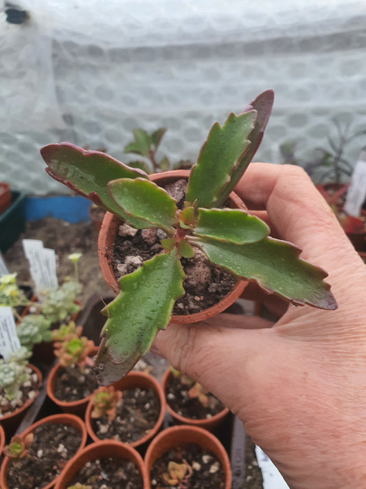 Kalanchoe longiflora - UK grown houseplant - Barney Plants