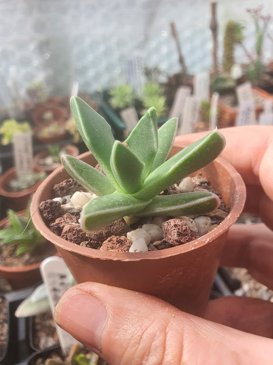 Faucaria paucidens - Tiger Jaws /  Few-Toothed Tiger