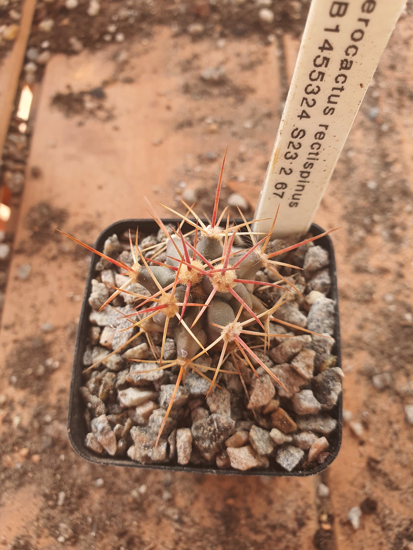Ferocactus rectispinus - Long spined Barrel Cactus - UK grown houseplant - Barney Plants