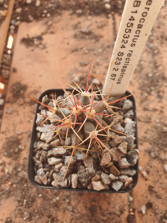 Ferocactus rectispinus - Long spined Barrel Cactus - UK grown houseplant - Barney Plants