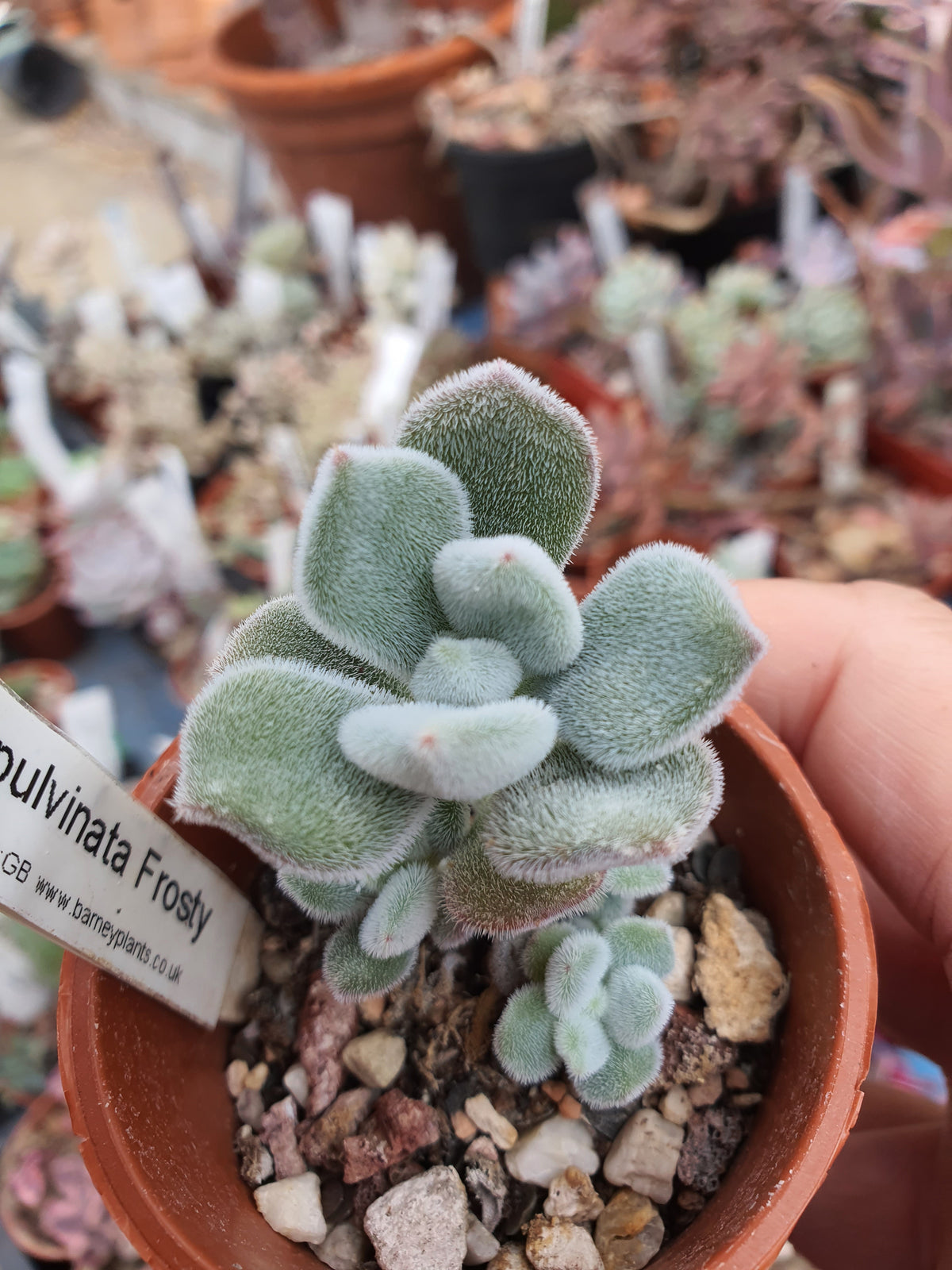Echeveria pulvinata "Frosty'