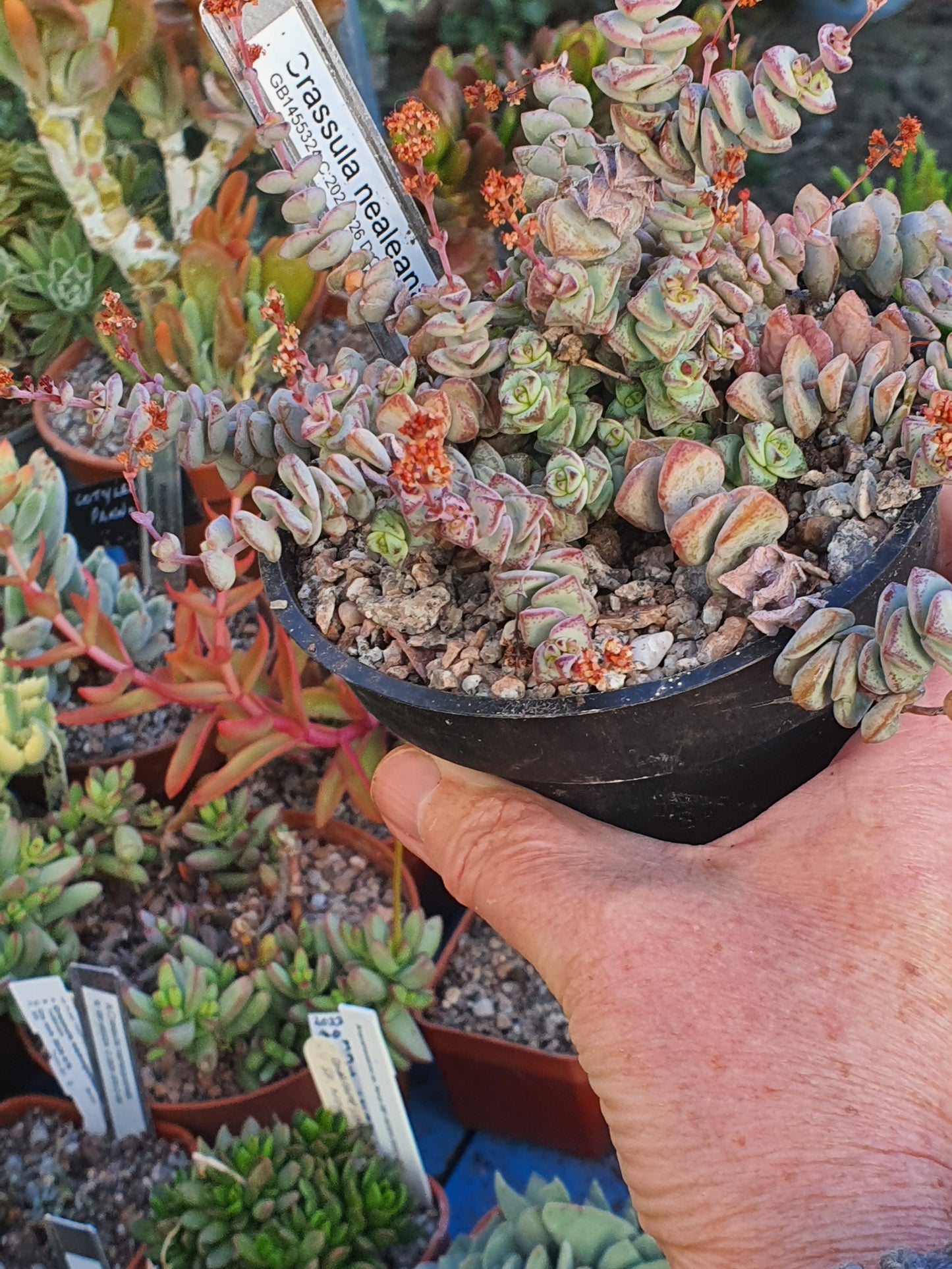 Crassula perforata 'Nealeana' - UK grown houseplant - Barney Plants