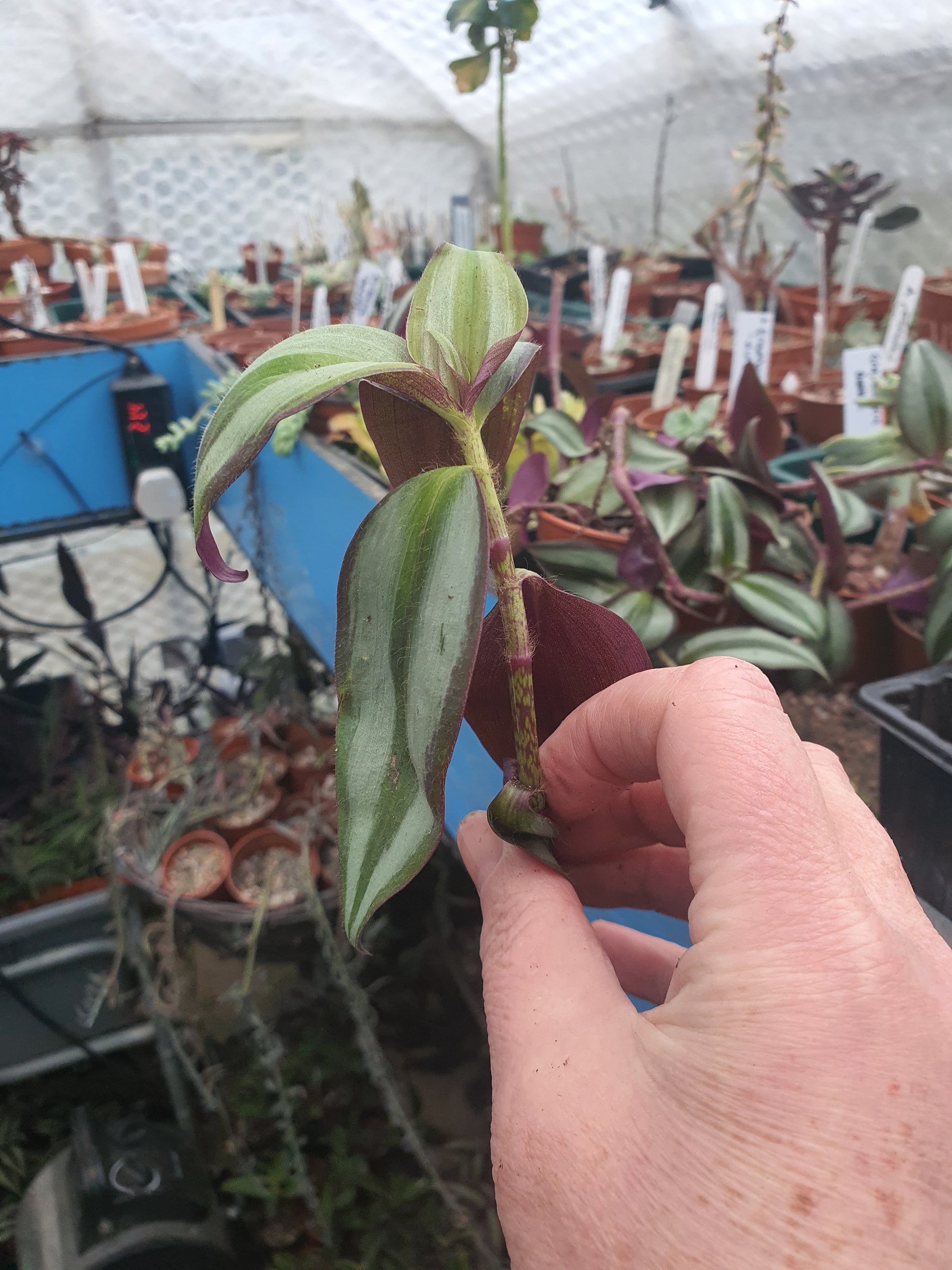 Tradescantia 'Violet Hill' (Wondering Dew cv) Cutting or plug plant - UK grown houseplant - Barney Plants