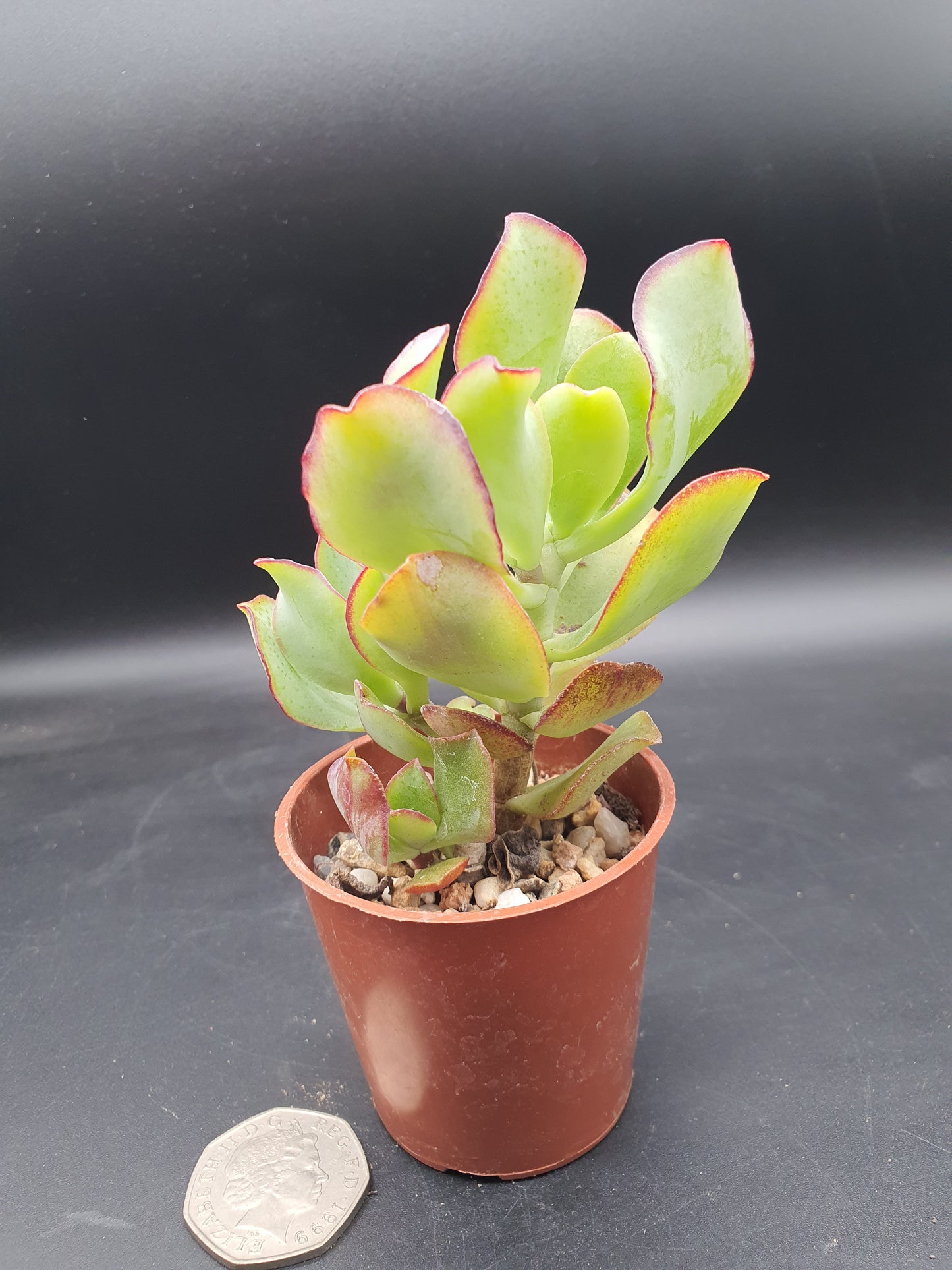 Crassula  arborescens cv — Silver Jade plant / Chinese Jade