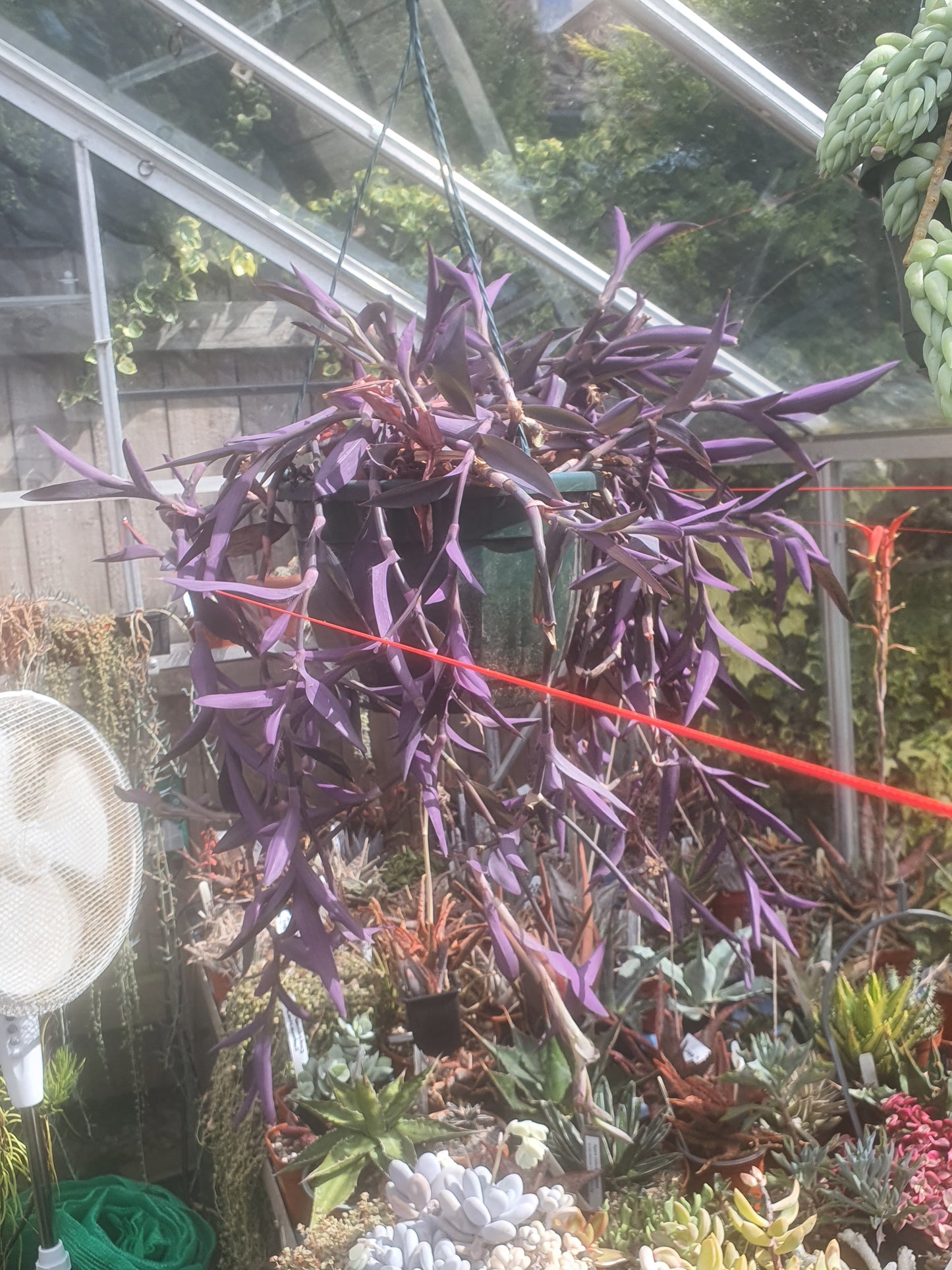 Tradescantia pallida Purple Heart - Cutting - UK grown houseplant - Barney Plants