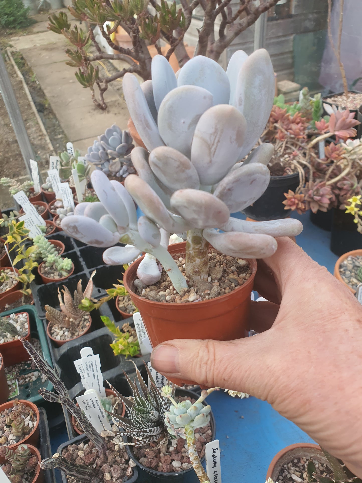 Pachyphytum oviferum (Moonstone Plant) - UK grown houseplant - Barney Plants