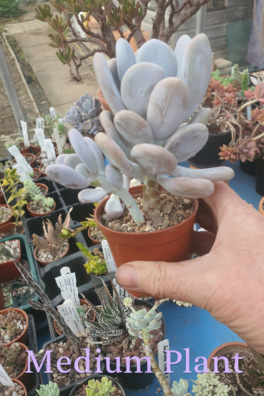 Pachyphytum oviferum (Moonstone Plant) - UK grown houseplant - Barney Plants