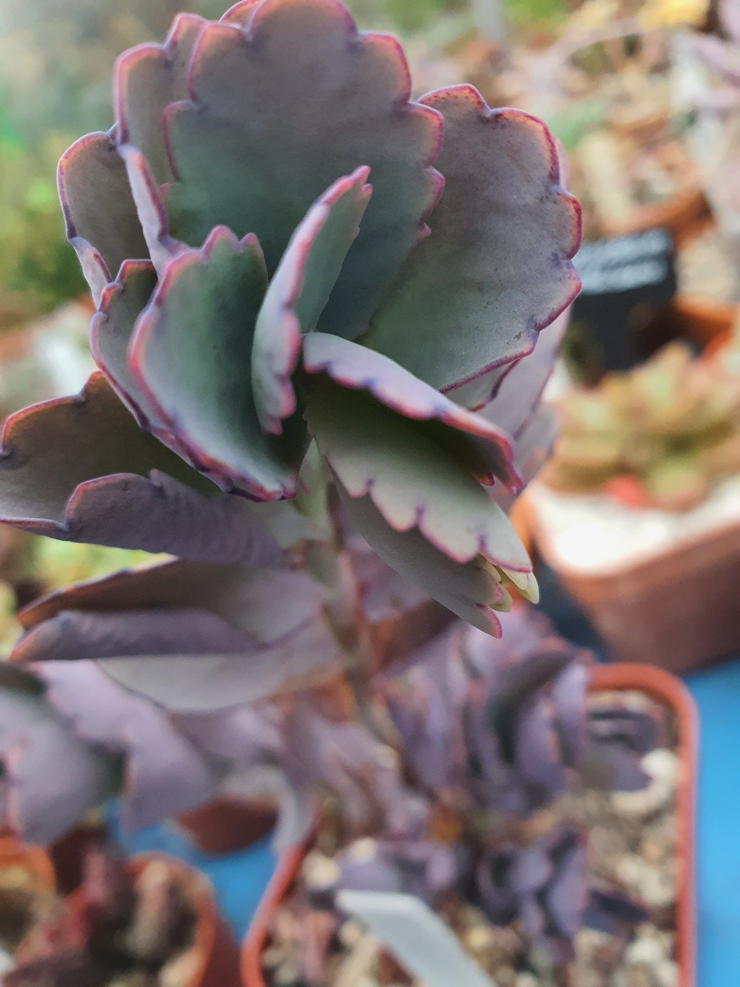 Kalanchoe  fedtschenkoi  | Lavender Scallops | (Bryophyllum) Succulent