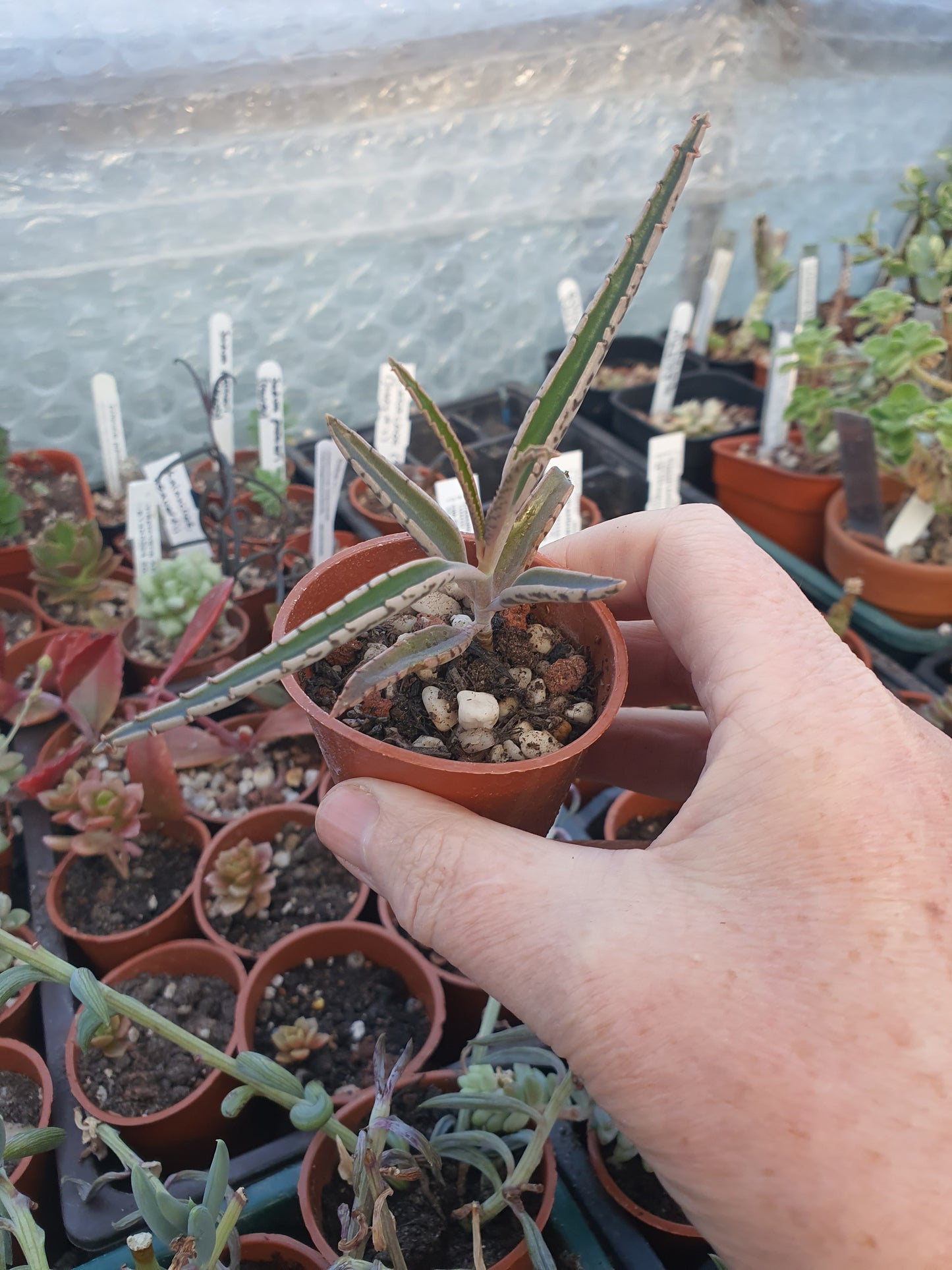 Kalanchoe 'Octopus' (Rare  Mother of thousands 'Octopus' ) - UK grown houseplant - Barney Plants