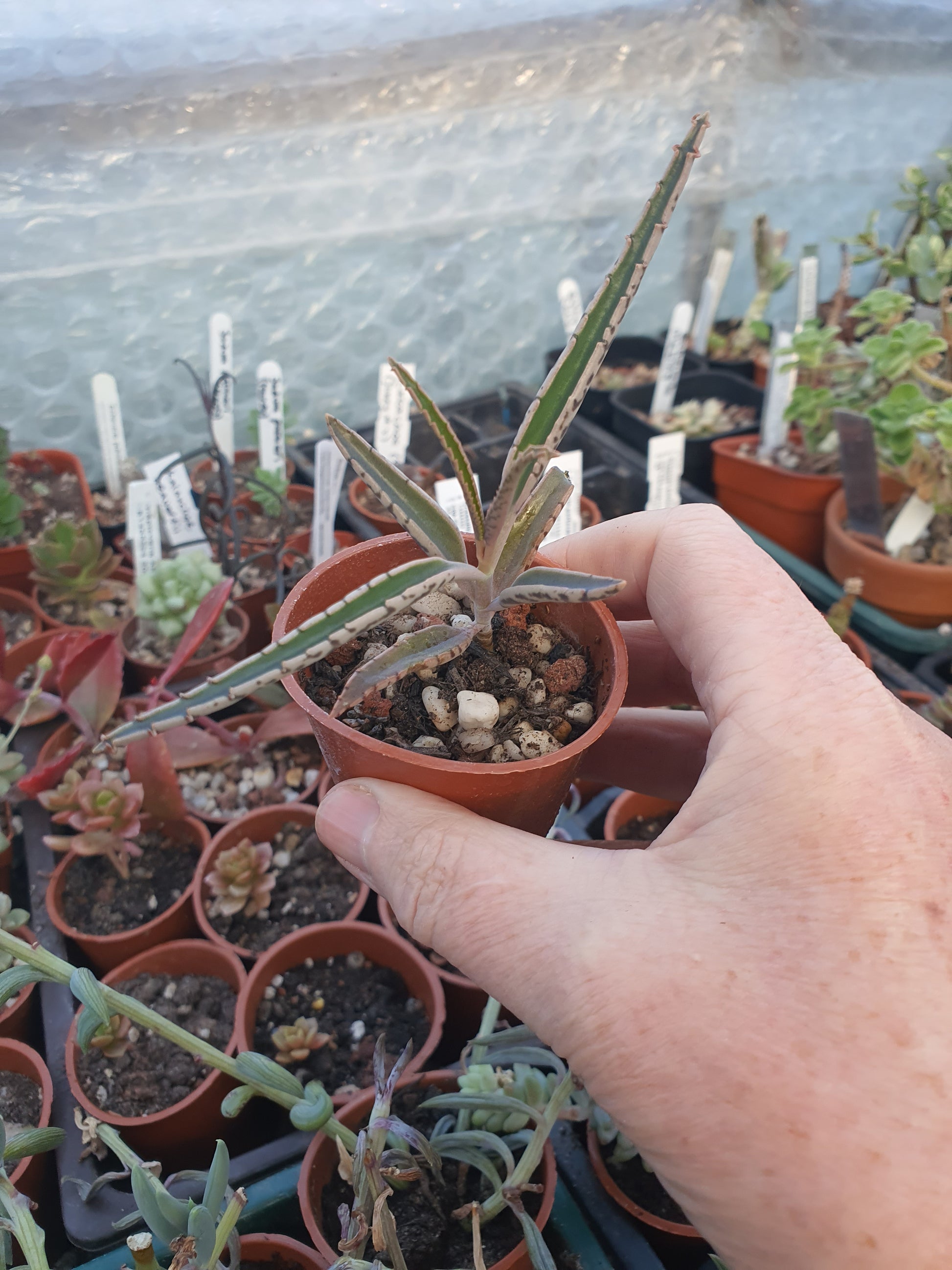 Kalanchoe 'Octopus' (Rare  Mother of thousands 'Octopus' ) - UK grown houseplant - Barney Plants