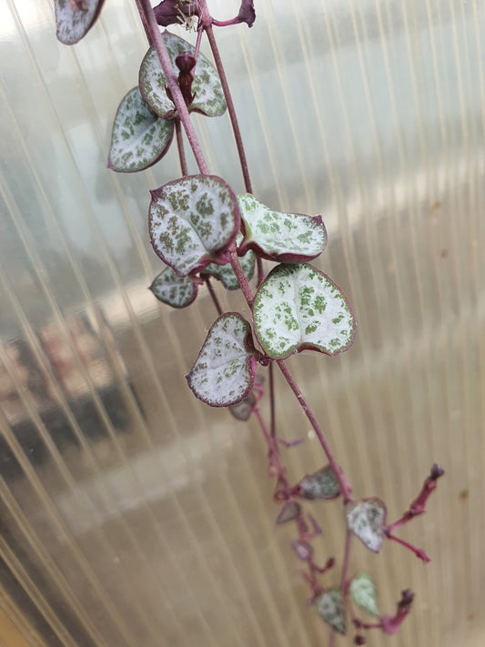 Ceropegia woodii - String of Hearts