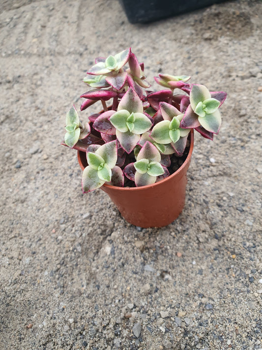 Crassula pellucida subsp. marginalis 'Variegata' - Calico Kitten