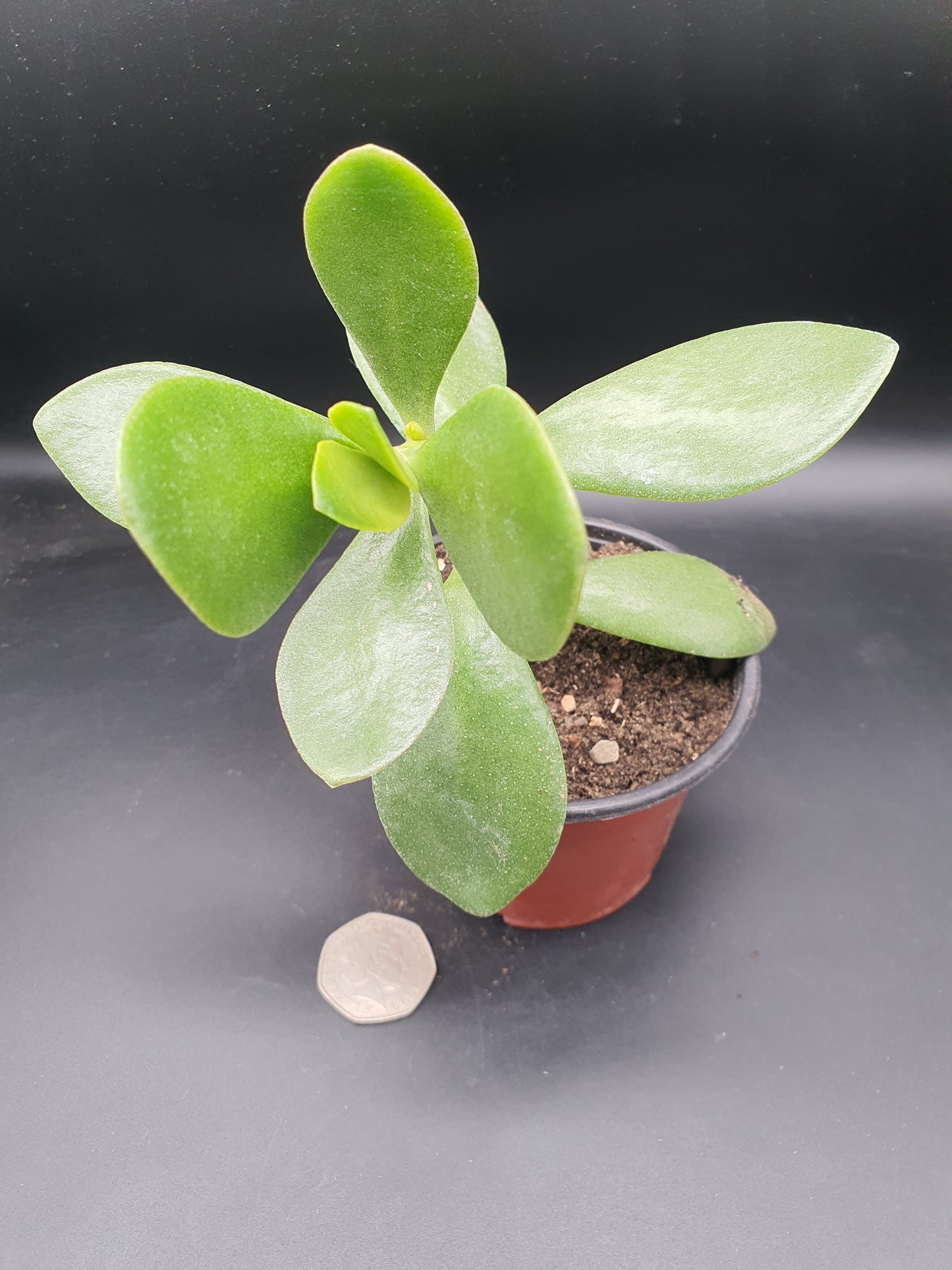 Crassula  ovata - Jade Plant  - Money Plant