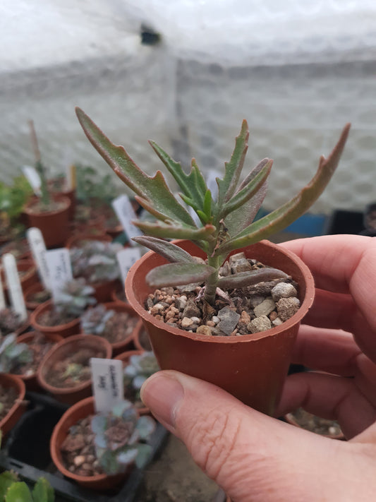 Kalanchoe  x kewensis  (Green spider/ Harpoon Leaf Kalanchoe)