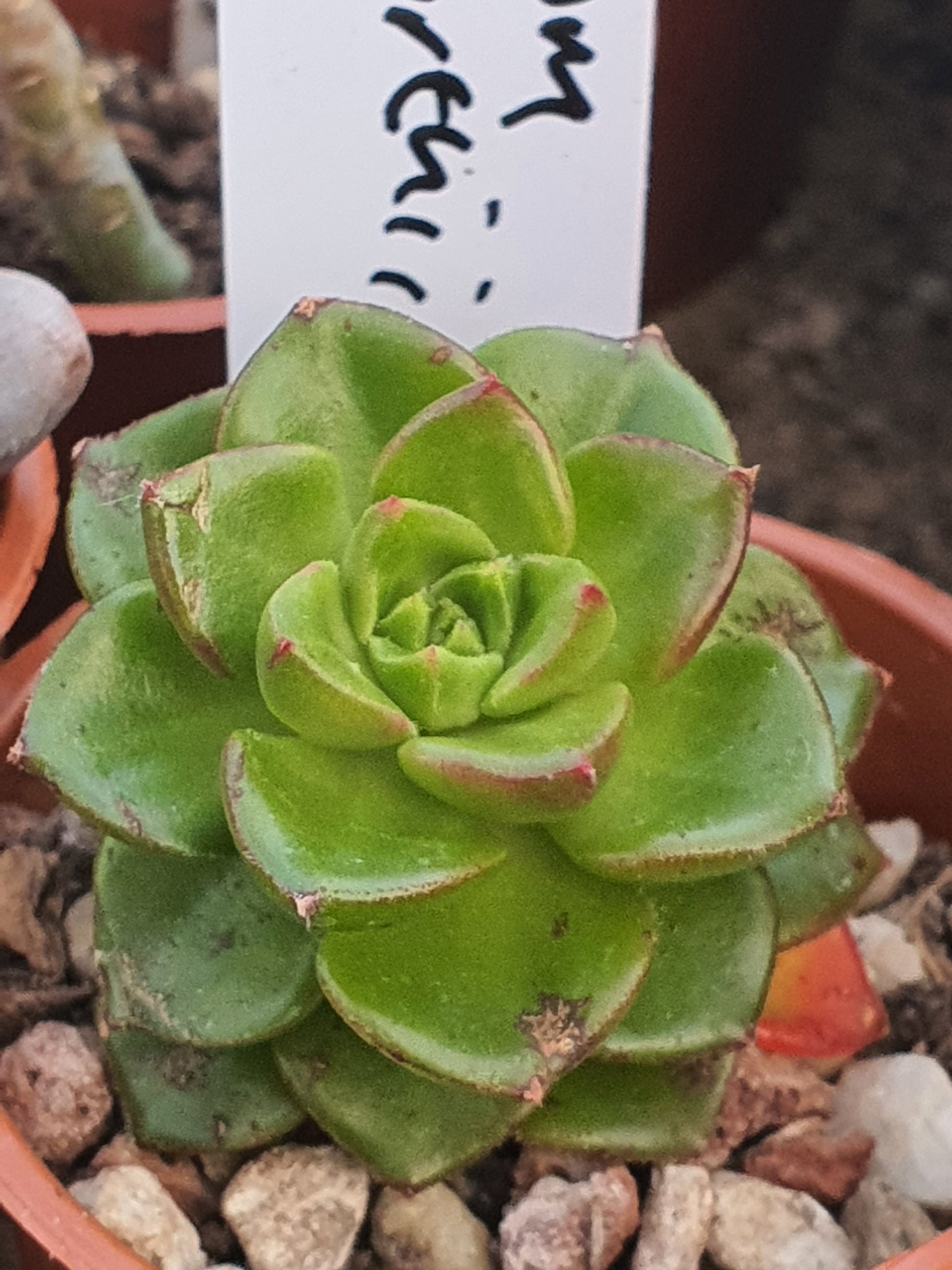 Aeonium haworthii - Pinwheel - UK grown houseplant - Barney Plants