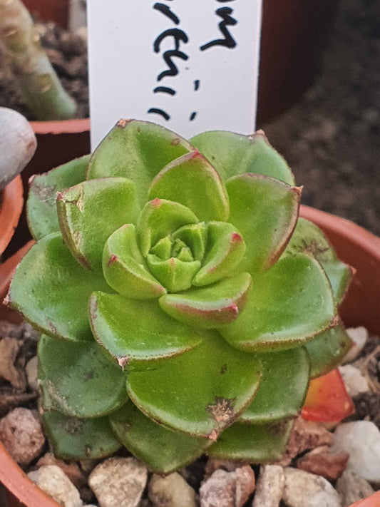 Aeonium haworthii - Pinwheel