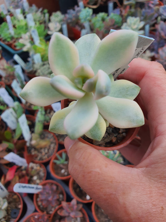 xGraptoveria titubans f. variegata (Apricot Form)