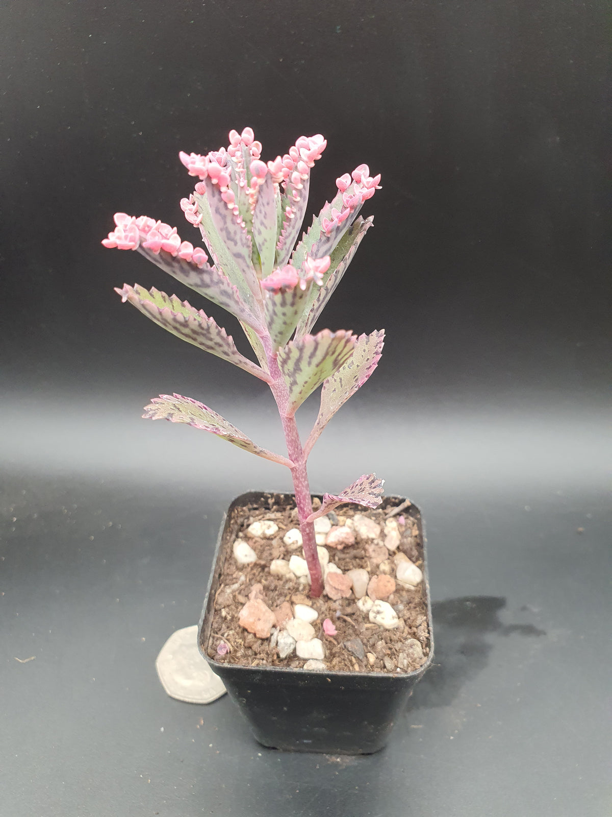 Kalanchoe  'Pink Butterfly' |  Pink Mother of Thousands |