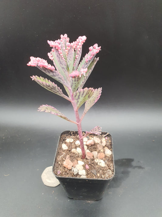 Kalanchoe  'Pink Butterfly' |  Pink Mother of Thousands |