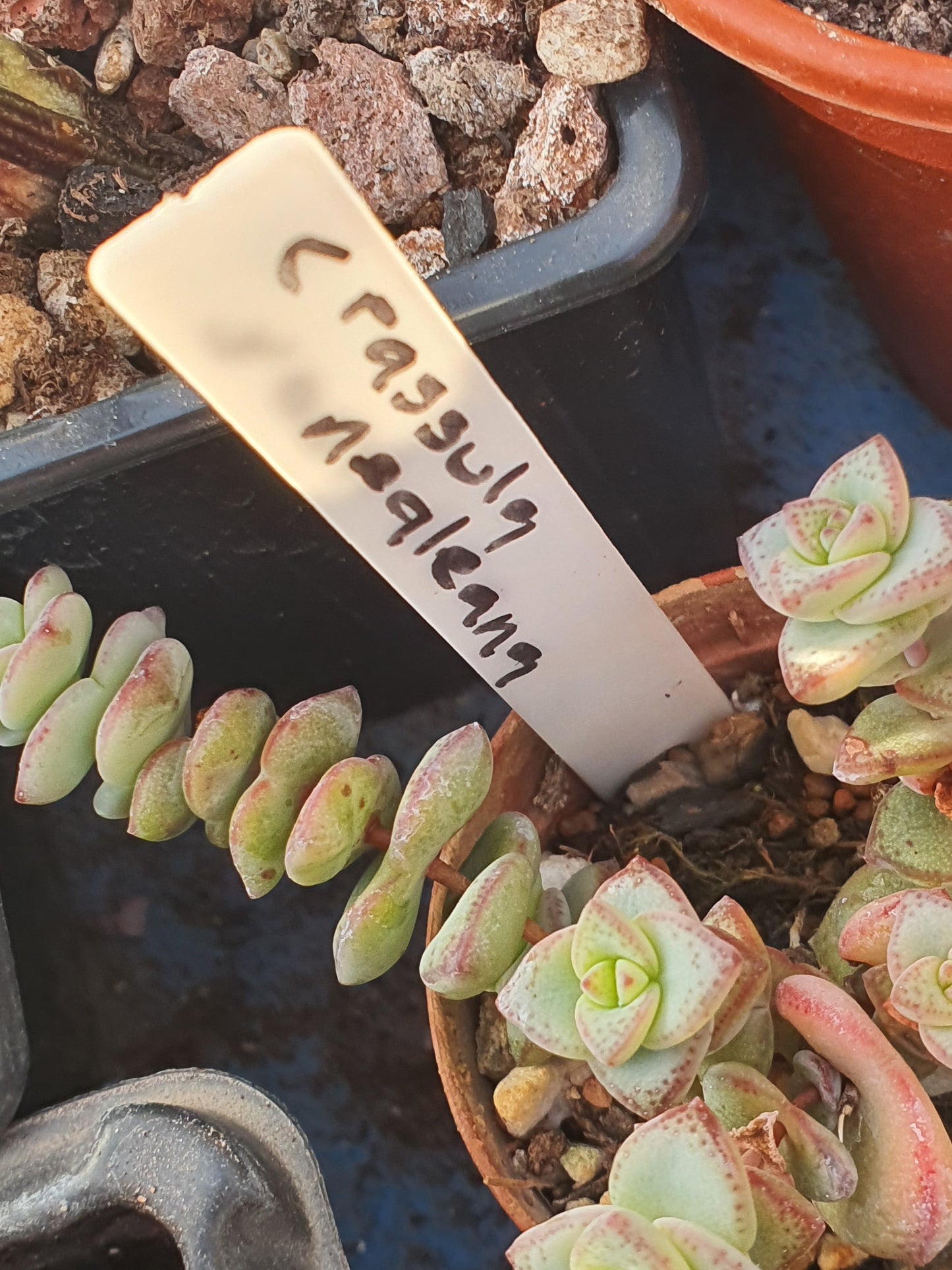 Crassula perforata 'Nealeana' - UK grown houseplant - Barney Plants
