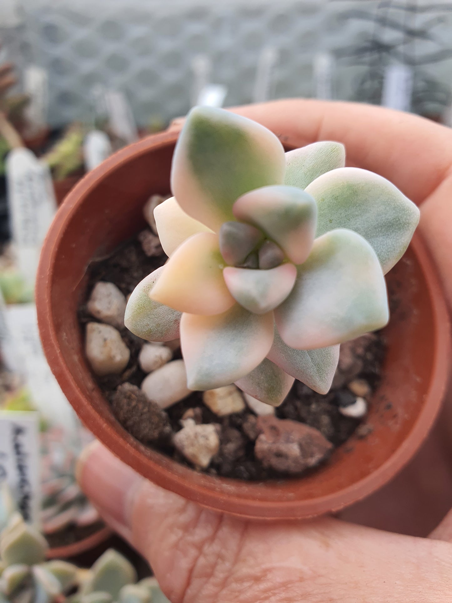 x Graptoveria titubans f. variegata  (Apricot Form)