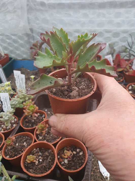 Kalanchoe longiflora - UK grown houseplant - Barney Plants