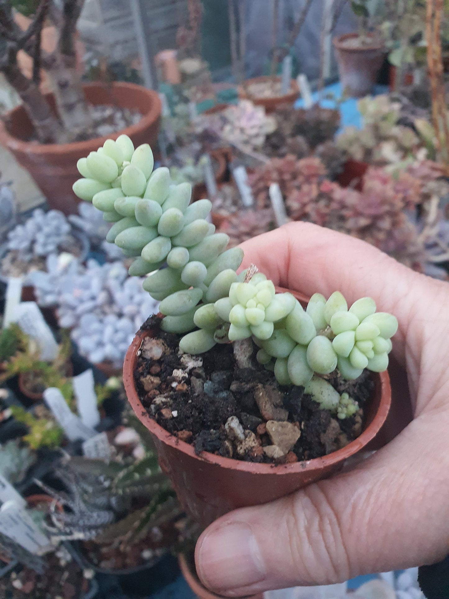 Sedum morganianum 'Burrito' | Baby Burro's Tail - Plant