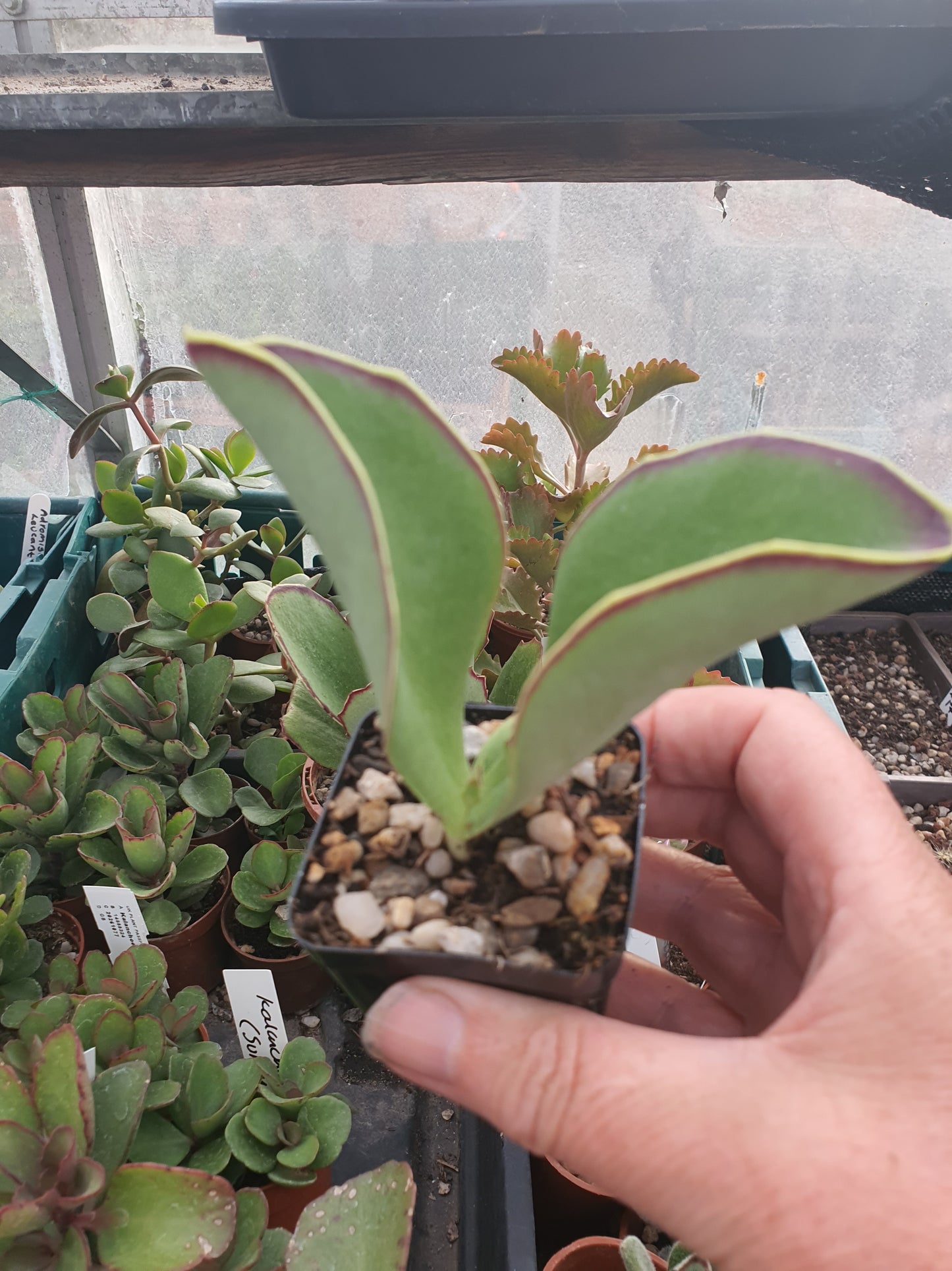 Kalanchoe  synsepala - Walking Kalanchoe