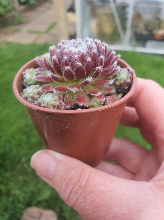 Sempervivum 'Mayfair' | House Leek | Hens and Chicks | Hardy