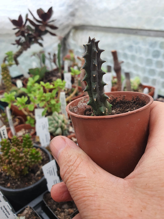 Huernia  hystrix  (Stapelia hystrix) - Porcupine Huerina - Toad Plant