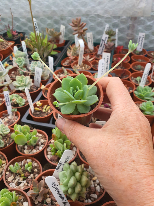 xGraptoveria 'Jadeita'